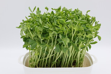 白い容器の中で栽培された豆苗