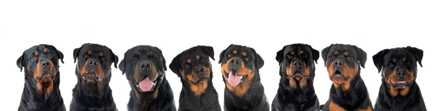 Diamond Head Rottweilers Rottweilers Images – Browse 87,529 Stock Photos, Vectors, and Video ...