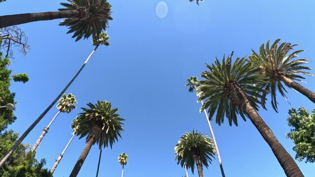 The Palm trees of Beverly Hills against blue sky - travel photography