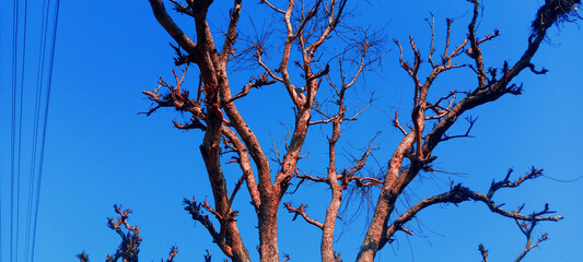 Tree look in front of a railway station