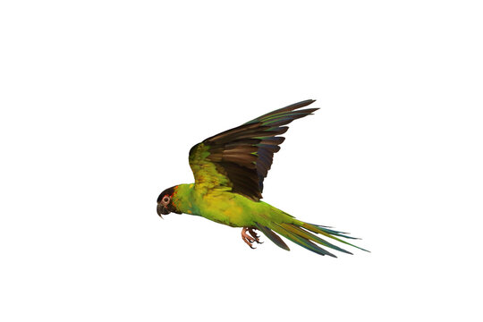 Beautiful flying Nandy parakeet isolated on transparent background png file