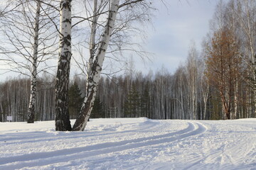Obraz premium Ski slope on the edge of a birch grove