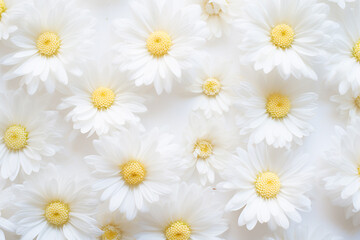 Flower and plants, mothers day, women day concept. Top view minimalist background with copy space of bright flower blossoms and petals