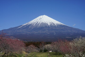 Obraz premium Spring is my favourite season