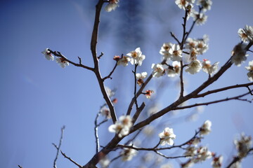 In spring, you can see beautiful cherry blossoms