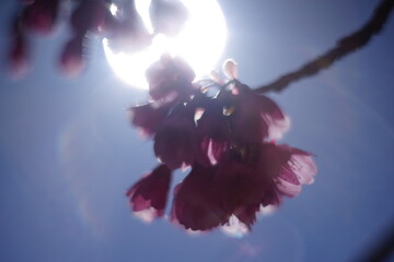 In spring, you can see beautiful cherry blossoms