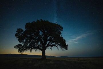 Fototapeta na wymiar A lone tree is silhouetted against the night sky