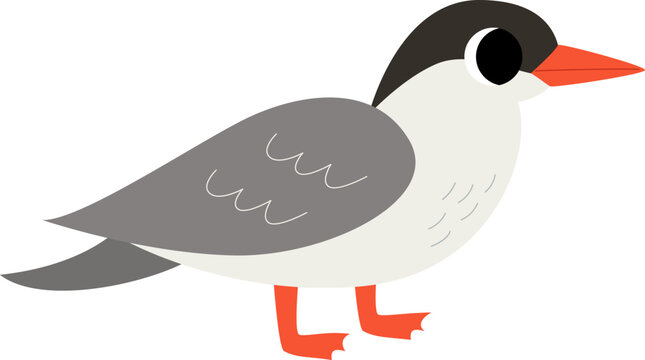 recommend clip art: Vector illustration of cute antarctic tern bird isolated on white background.