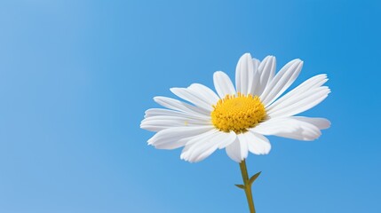 A single white daisy with a vibrant yellow center reaches towards the clear blue sky, radiating floral grace. Ai Generated.