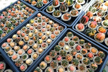 cute cactus