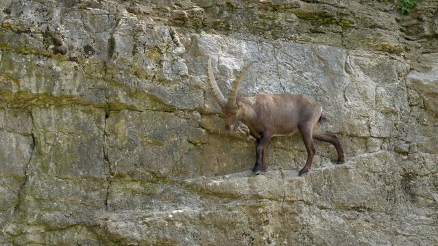 Cute Male Young Capra Ibex jumping downhill on rocky cliff in sunlight. Slow motion tracking shot.