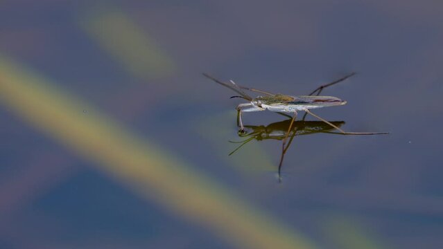 Close up of wild water strider resting on water surface in wilderness. Sunny day on pond in nature.