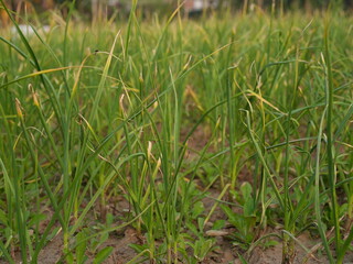close up of green grass