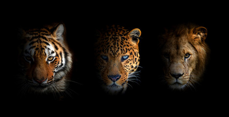 Portrait Lion, tiger and leopard, together on a black background - 756181658