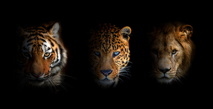 Portrait Lion, tiger and leopard, together on a black background