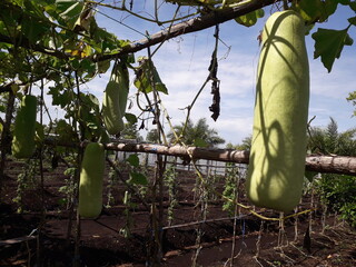 Lauki Long Gourd,Raw Green Organic  Bottle Gourd vegetable hanging in its plant in garden. bottle...