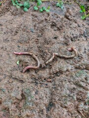 Earthworms are tube-shaped, segmented worms in the phylum Annelida. They are generally found living on the ground.