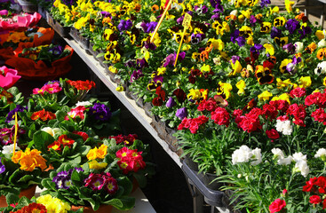 vibrant array of springtime flowers in full bloom, displayed with price tags