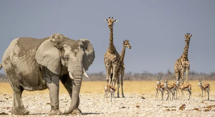 Acrylic prints Height scale elephants walking in the savannah