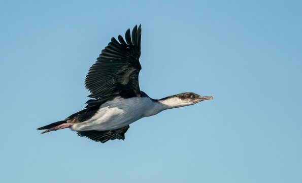 Fototapeta black headed gull