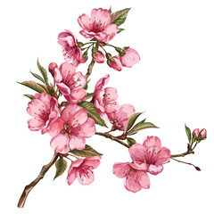 Cherry Blossom Clipart Clipart isolated on white backgroud
