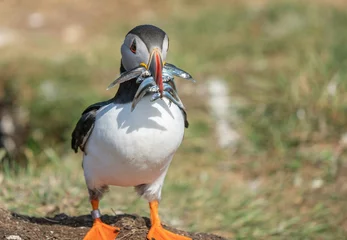 Printed kitchen splashbacks Height scale atlantic puffin or common puffin