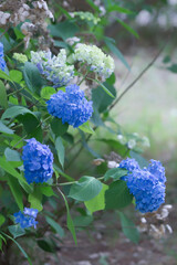 日本の庭に咲く青い紫陽花