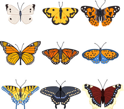 butterfly set cartoon vector illustration