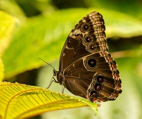 butterfly on leaf natural insect repellent 