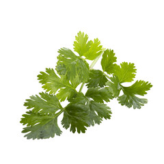 Coriander leaf isolated on a transparent background.