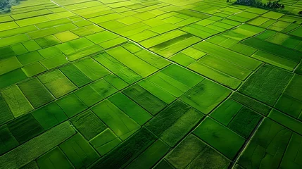 Foto op Plexiglas An aerial view of a vast and lush rice field © PSCL RDL