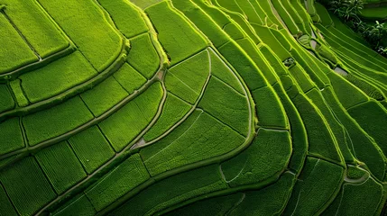 Foto auf Acrylglas Reisfelder An aerial view of a vast and lush rice field