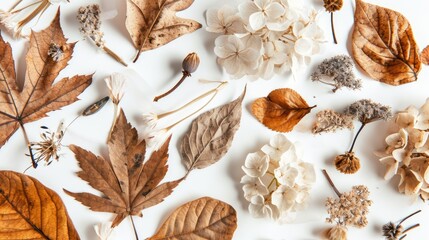 Collection of dried leaves and flowers on white background