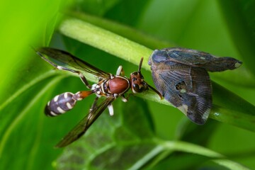 Butterfly and insect repellent together on the leafs 