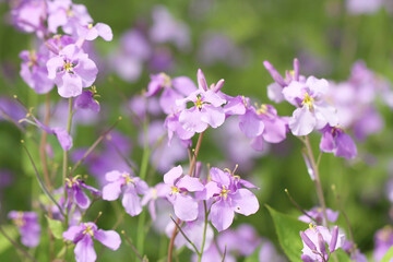 purple flowers on a green background
