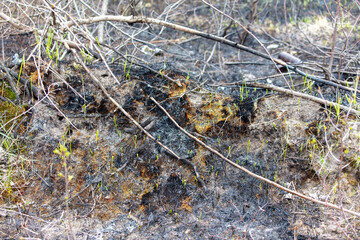 Young green grass grows after a fire