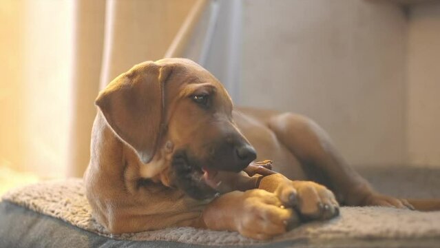 Cute 2 month old Rhodesian ridgeback puppy chewing on a dog treat
