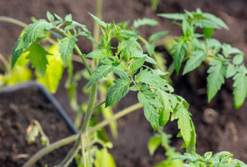 Tomato seedlings in the garden in spring - 756203822