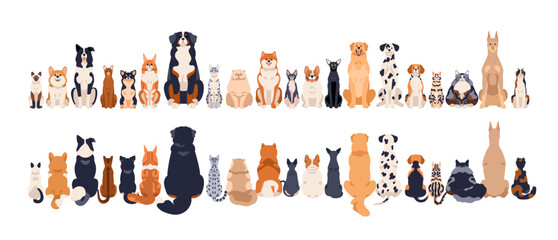 Dogs and cats, front and back rear views, tails. Canine and feline animals group sitting in row, line. Many pets breeds, horizontal border. Flat vector illustration isolated on white background - obrazy, fototapety, plakaty