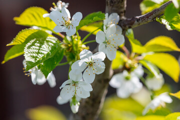 Flowers on a cherry tree in spring. Close-up
