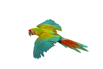Colorful flying Military Macaw parrot isolated on transparent background png file