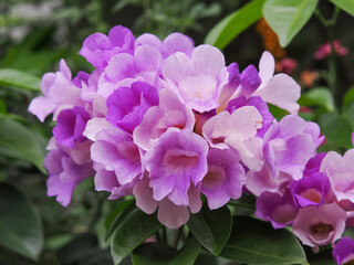 beautiful violet Garlic vine flower