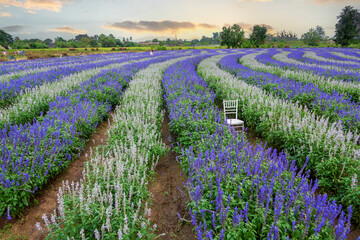 Obraz premium color lavender field. Natural and herbal landscape