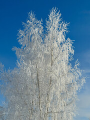 Birch branches in white snow against the blue sky - 756205080