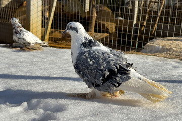 Portrait of a dove in the snow - 756205095