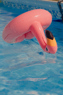 Rubber Flamingo swimming in a pool