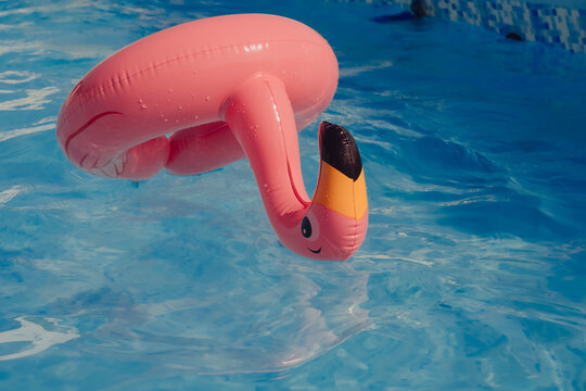 Rubber Flamingo swimming in a pool