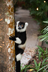 Obraz premium black and white vary lemur in natural environment