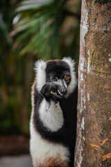 black and white vary lemur in natural environment