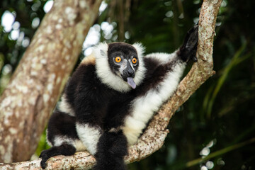 black and white vary lemur in natural environment